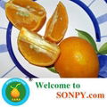 Orange Fruit 3