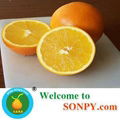 Orange Fruit 4