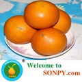 Orange Fruit 5