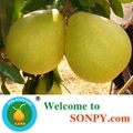 Guanxi Pomelo 5