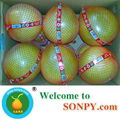 Honey Pomelo 2