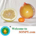 Honey Pomelo 3