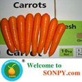 Fresh Carrot