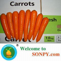 Fresh Carrot