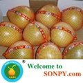 Chinese Pomelo 4