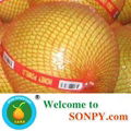 China Pomelo