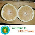 Honey Pomelo