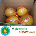 Honey Pomelo 2