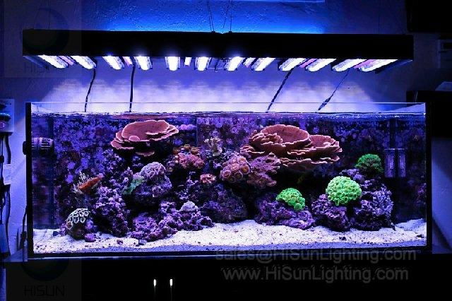 Cheap Waterproof Flexible LED strip light for aquarium 453nm blue color -  HSFS56012AF - LED strip lighting for aquarium (China Manufacturer)