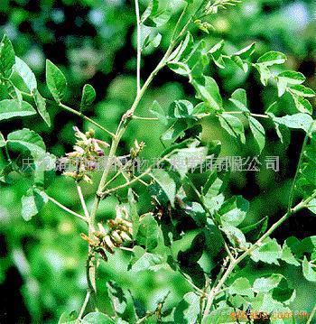 Liquorice Root P.E