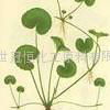 Centella Asiatica P.E