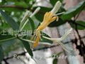 Honeysuckle Flower P.E.