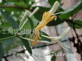 Honeysuckle Flower P.E.