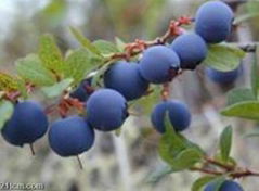 Blueberry extract