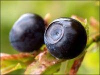 Bilberry extract /Vaccinium myrtillus
