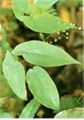 Epimedium extract