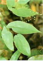 Epimedium extract