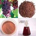 Grape Seed Extract 1