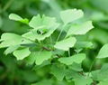 Gingko Biloba Extract 1