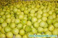 honey pomelo 2