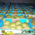 fresh pomelo 3