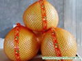 fresh pomelo fruit 2