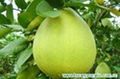 china pomelo 1