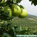 fresh citrus fruit