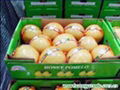 china pomelo fruit 2