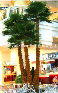 保鮮棕櫚樹 5