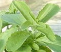 Steviosides (Stevia Extract)