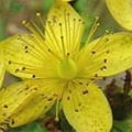 St. John's Wort Extract 1