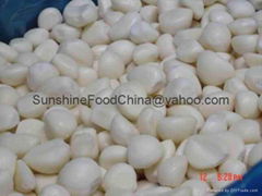 IQF GARLIC CLOVE