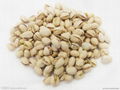 The pistachios import clearance 3