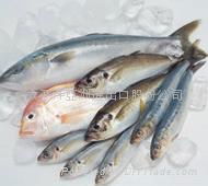 Frozen fish import clearance 2