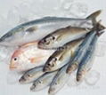 Frozen fish import clearance 2