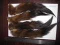 sable tail