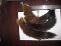 canadian sable tail