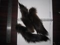 russian sable tail