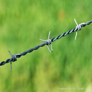 Barbed Iron Wire 4