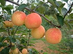 Red Pears