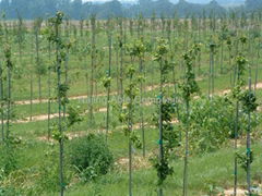 Fiberglass tree stake vineyard stake nursery stake garden stake grape stake