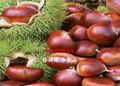 chestnut 1