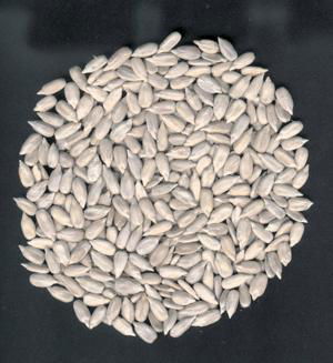 Sunflowr seed kernels bakery 2