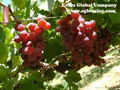 Flame Seedless Grapes 1