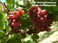 Flame Seedless Grapes