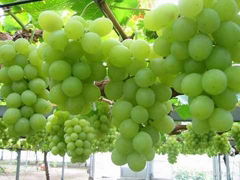 Early Sweet Seedless Grapes