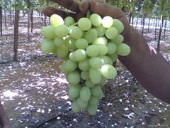 Early Sweet Seedless Grapes