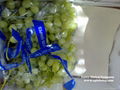 Sugraone Seedless Grapes 1