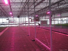 led grow light for plant growth